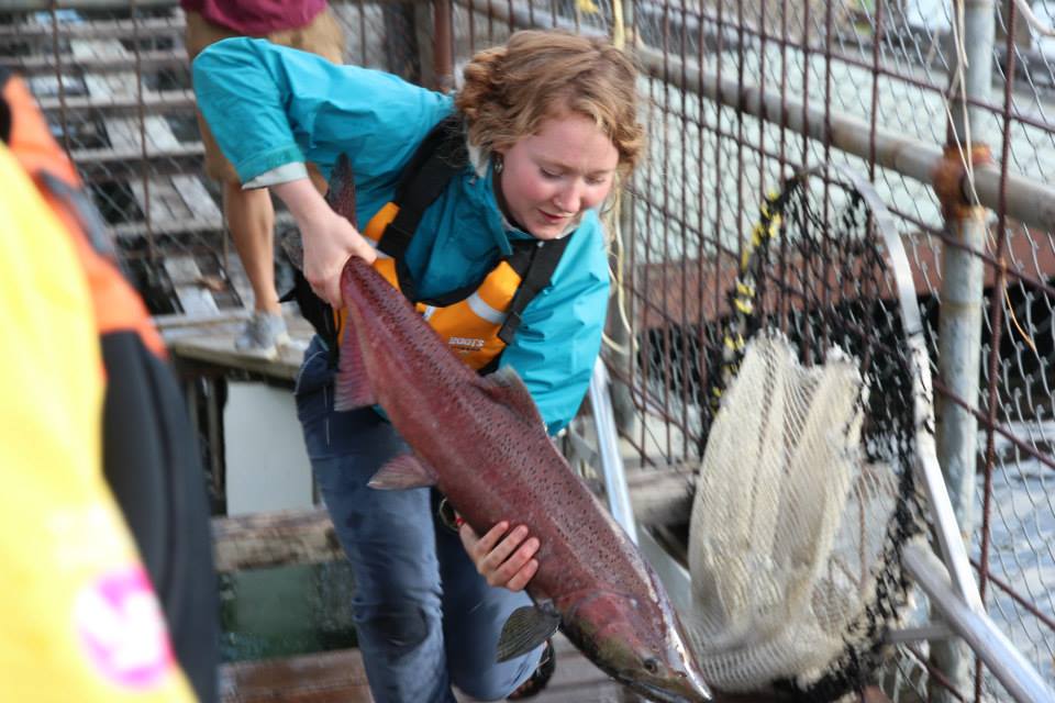 demonstrates Staff member demonstrates proper handling technique as she examines this male Chinook salmon.